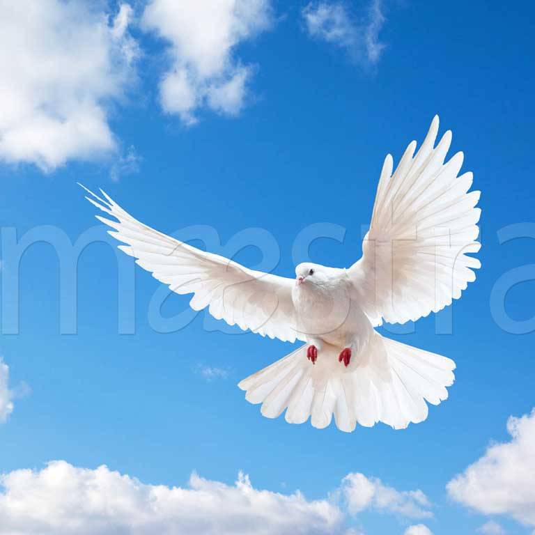 Фотообои Белый голубь в нежных облаках